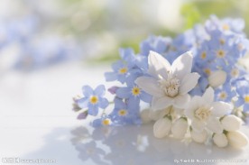 茉莉花