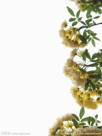 香木蔷薇