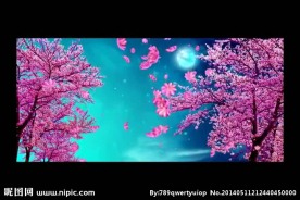花朵盛开视频素材