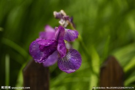 鸢尾花
