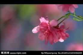 花朵视频素材