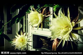 昙花盛开视频素材