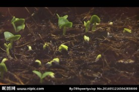 植物发芽生长视频素材