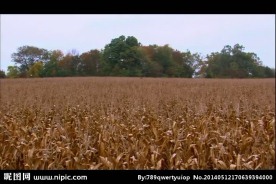 玉米地视频素材