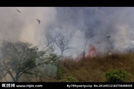 森林大火视频素材