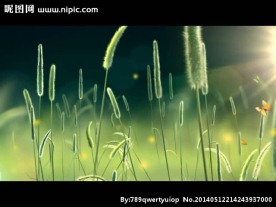 花草蝴蝶视频素材