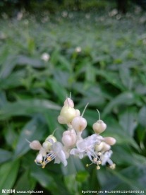 小花