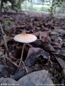 菌菇