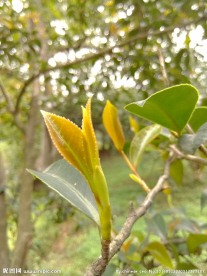 新芽