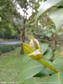 新芽