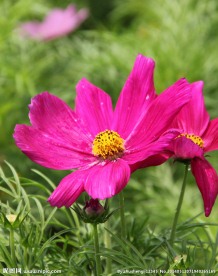 格桑花