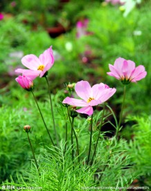 格桑花