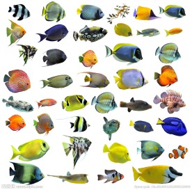 海洋生物