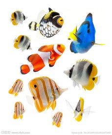 海洋生物