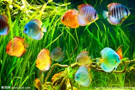 海洋生物