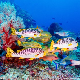 海洋生物