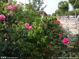 月季花摄影