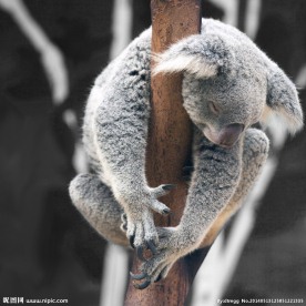 睡着的树懒 考拉