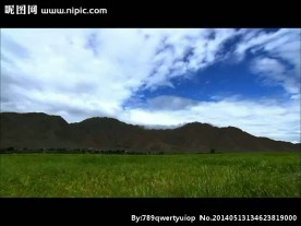 绿色小麦地视频素材