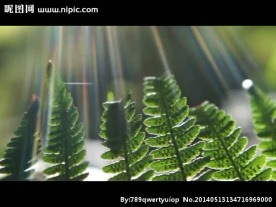 阳光绿叶树干视频素材