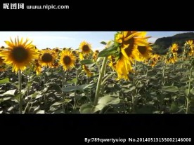 向日葵花朵视频素材