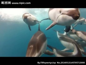 海豚视频素材