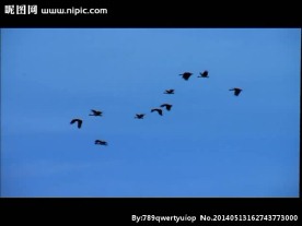 天空飞鸟视频呢素材