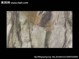 树干松鼠视频素材