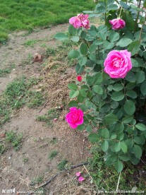 月季花摄影