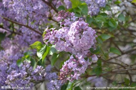 丁香花