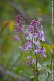 丁香花