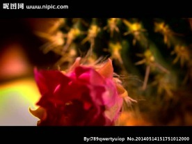 仙人掌花朵视频素材