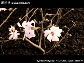 花朵盛开视频素材