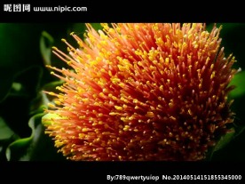 花朵盛开视频素材