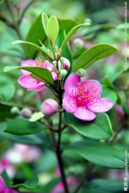 山花