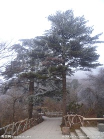 黄山松树