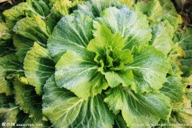 白菜 白菜素材 青菜