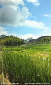 绿色田野