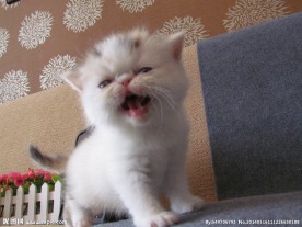 加菲猫