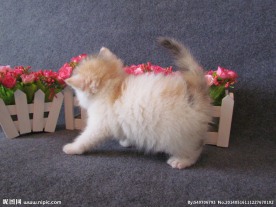 加菲猫