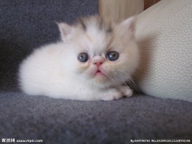 加菲猫