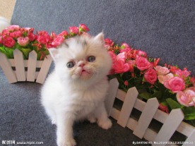 加菲猫
