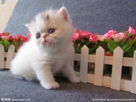 加菲猫