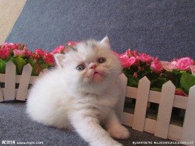 加菲猫