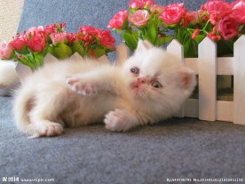 加菲猫