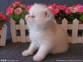 加菲猫