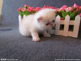 加菲猫
