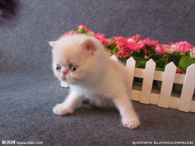 加菲猫