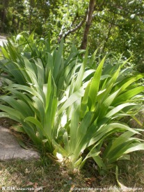 绿叶植物