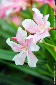 夹竹桃花
